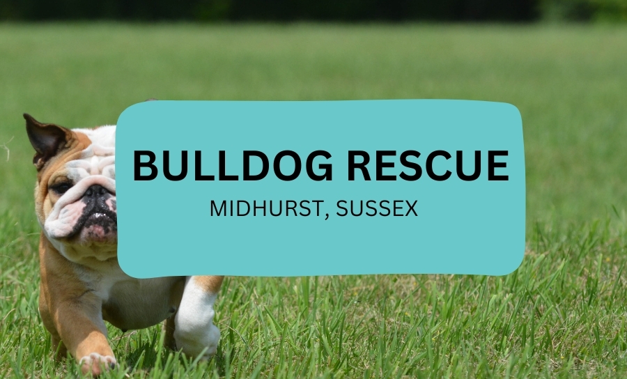 Bulldog Rescue