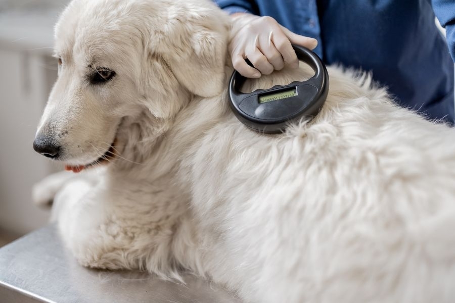 National Microchipping Month: Ensuring Your Pet's Safety and Security